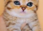 Fiona Golden Scottish Kitten - Scottish Straight Kitten For Sale - Miami, FL, US