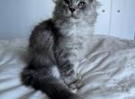 Maine Coon Litter Male & Female - Maine Coon Kitten For Sale - Miami, FL, US