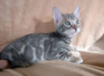 Venus - Bengal Kitten For Sale - Rutherford, NJ, US