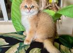 Scottish Fold Golden  Female - Scottish Fold Kitten For Sale - Orlando, FL, US