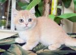 Munchkin Cream  Male - Munchkin Kitten For Sale - Orlando, FL, US