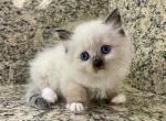 Ragdoll Seal Point  Male - Ragdoll Kitten For Sale - Orlando, FL, US