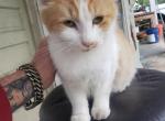 Fluffy - Domestic Cat For Adoption - Johnson City, TN, US