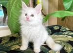 Maine Coon White  Male - Maine Coon Kitten For Sale - Orlando, FL, US