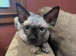 Bluey - Sphynx Kitten For Sale - 