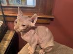 Yoda - Sphynx Kitten For Sale - 