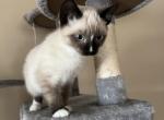 Ragamese kitten - Siamese Kitten For Sale - Peabody, MA, US