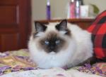 Tessa - Domestic Kitten For Sale - 