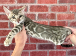 Jupiter - Bengal Kitten For Sale - Rutherford, NJ, US