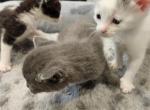 Non Standard Munchkins - Munchkin Kitten For Sale - Houston, TX, US