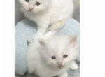 Charlies Ragdolls - Ragdoll Kitten For Sale - Butler, PA, US