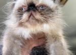 Seal point boy - Persian Kitten For Sale - 