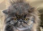 Solid blue boy - Persian Kitten For Sale - Ephrata, PA, US