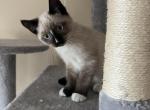 Male kitten - Ragdoll Kitten For Sale - 