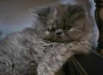 Miss Money Penny - Persian Kitten For Sale - Albany, OR, US