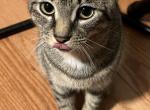 Milo - European Shorthair Kitten For Adoption - New Haven, CT, US