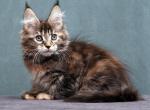 Jane - Maine Coon Kitten For Sale - Hollywood, FL, US