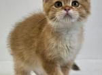 Cattery Golden Heart Black Golden NY11 Male - Scottish Straight Kitten For Sale - 