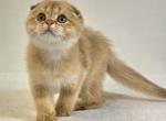 Cattery Golden Heart Cinnamon Golden Shaded - Scottish Fold Kitten For Sale - 