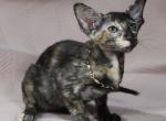 Olivia 1 - Oriental Kitten For Sale - Norwalk, CT, US