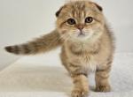 Cattery Golden Heart Black Golden NY24 - Scottish Fold Kitten For Sale - 