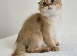 Cattery Golden Heart Cinnamon Golden Shaded Male - Scottish Fold Kitten For Sale - Rochester, NY, US