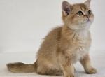 Cattery Golden Heart Black Golden NY11 - Scottish Straight Kitten For Sale - Rochester, NY, US