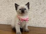 Lucy - Siamese Kitten For Sale - 