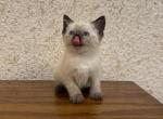 Thor - Siamese Kitten For Sale - Westfield, MA, US