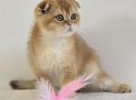 Cattery Golden Heart Black Golden NY11  Fold Male - Scottish Fold Kitten For Sale - Rochester, NY, US