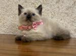 Missy - Siamese Kitten For Sale - Westfield, MA, US