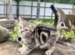 Milo - Scottish Straight Kitten For Sale - 