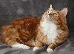 Bailey - Domestic Cat For Adoption - North Salt Lake, UT, US