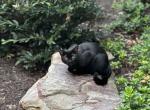 Leo - Bombay Cat For Sale - North Decatur, GA, US