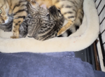 Missy kittens - Bengal Kitten For Sale - Queens, NY, US