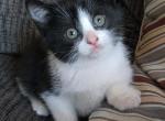 Leo - Domestic Kitten For Sale - Dover, OH, US