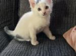 Joey - Domestic Kitten For Sale - Dover, OH, US