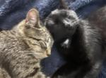 Lola and Nova - American Shorthair Kitten For Sale - Springfield, MA, US