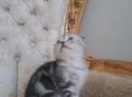 Bobbie - Scottish Fold Kitten For Sale - IL, US