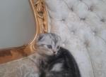 Willie - Scottish Fold Kitten For Sale - IL, US