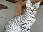 Diva boy 1 - Bengal Kitten For Sale - 