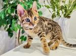 Tommie - Bengal Kitten For Sale - IL, US