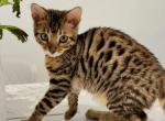 Serafina - Bengal Kitten For Sale - 