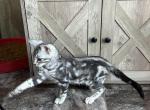 Calendar boy Sam - Bengal Kitten For Sale - 