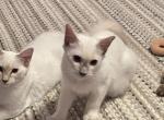 Blue pt Balinese female - Balinese Kitten For Sale - PA, US