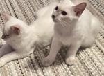 BALINESE REDUCED PRICE - Balinese Kitten For Sale - 