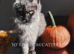 Black smoke female discounted - Maine Coon Kitten For Sale - 