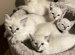 Lynx pt Lilac Balinese - Balinese Kitten For Sale - 