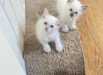 Lily two kittens - Balinese Kitten For Sale - PA, US