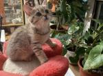 Lola - Scottish Straight Kitten For Sale - Brooklyn, NY, US